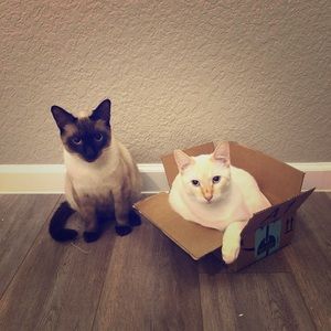 Meet your Posher, Char